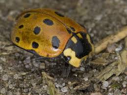 Attēlu rezultāti vaicājumam “Anatis ocellata”