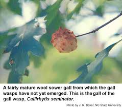 Attēlu rezultāti vaicājumam “gall”