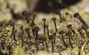 Attēlu rezultāti vaicājumam “Calicium viride”