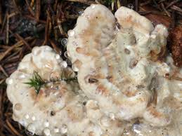 Attēlu rezultāti vaicājumam “Postia guttulata”