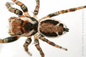 Attēlu rezultāti vaicājumam “Evarcha falcata male”