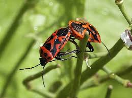 Attēlu rezultāti vaicājumam “Eurydema dominulus”