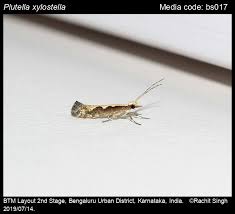 Attēlu rezultāti vaicājumam “Plutellidae”