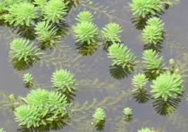 「粉綠狐尾藻」的圖片搜尋結果