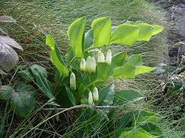 Attēlu rezultāti vaicājumam “Polygonatum odoratum”
