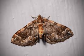 Attēlu rezultāti vaicājumam “Pelurga comitata”