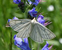 Attēlu rezultāti vaicājumam “Siona lineata”
