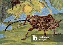 Attēlu rezultāti vaicājumam “Curculio nucum”