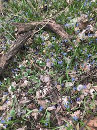 Attēlu rezultāti vaicājumam “Scilla siberica leaf”