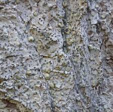 Attēlu rezultāti vaicājumam “Lecanactis abietina”