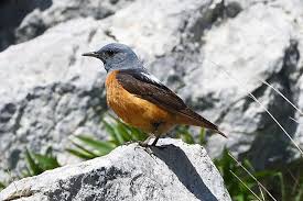 Image result for Monticola saxatilis