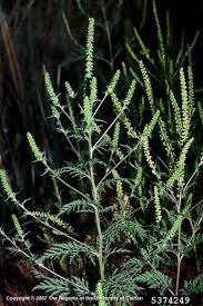 Attēlu rezultāti vaicājumam “Ambrosia artemisiifolia bud”