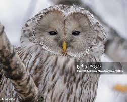 Attēlu rezultāti vaicājumam “Strix uralensis adult”