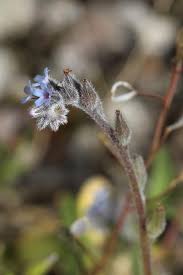 Attēlu rezultāti vaicājumam “Myosotis stricta”