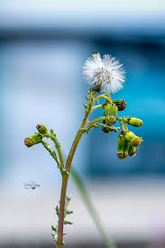 Attēlu rezultāti vaicājumam “Senecio viscosus flower”