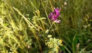 Attēlu rezultāti vaicājumam “Medicago sativa subsp. sativa”