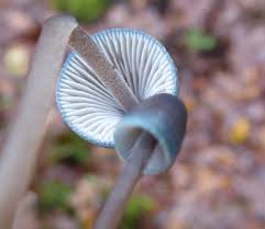 Attēlu rezultāti vaicājumam “Mycena amicta”