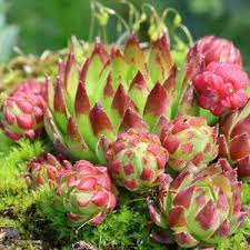 Attēlu rezultāti vaicājumam “Jovibarba globifera fruit”