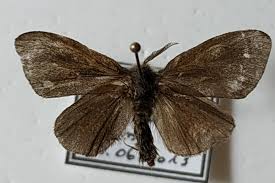 Attēlu rezultāti vaicājumam “Canephora hirsuta”