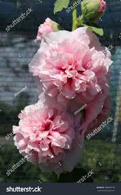 Image result for Alcea rosea `Appleblossom`