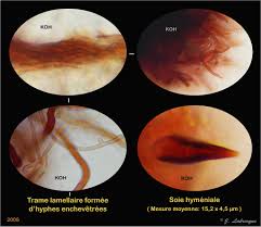 Attēlu rezultāti vaicājumam “Phellinus nigricans”