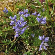 Attēlu rezultāti vaicājumam “Polygala amarella flower”