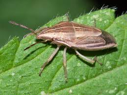 Attēlu rezultāti vaicājumam “Aelia acuminata”