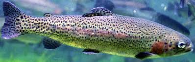 Image result for Oncorhynchus