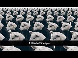 Image result for sheeple