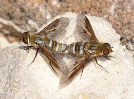 Attēlu rezultāti vaicājumam “Exoprosopa capucina”