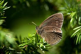 Attēlu rezultāti vaicājumam “Aphantopus hyperantus”