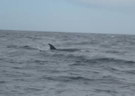 Image result for Balaenoptera borealis