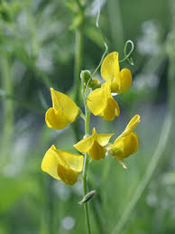 Attēlu rezultāti vaicājumam “Lathyrus pratensis flower”