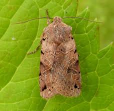 Attēlu rezultāti vaicājumam “Agrochola litura”