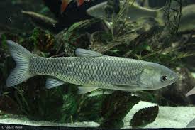 Image result for Hypophthalmichthys molitrix