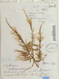 Attēlu rezultāti vaicājumam “Warnstorfia fluitans”