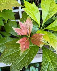 Image result for Rodgersia chocolate wings