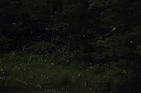 Image result for Fireflys Badminton Club