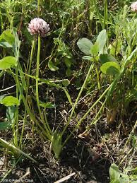 Attēlu rezultāti vaicājumam “Trifolium fragiferum”