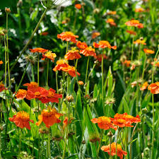 Attēlu rezultāti vaicājumam “Geum x intermedium flower”
