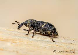 Attēlu rezultāti vaicājumam “Hylobius abietis”