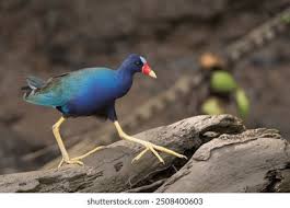Image result for Porphyrio alleni