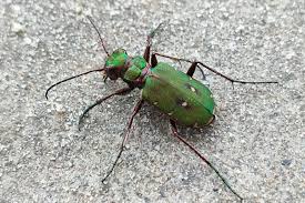 Attēlu rezultāti vaicājumam “Cicindela campestris imago”
