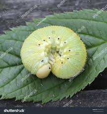 Attēlu rezultāti vaicājumam “Cimbex femoratus imago”