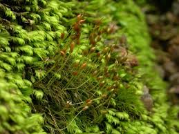 Attēlu rezultāti vaicājumam “Dicranella cerviculata”