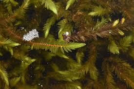 Attēlu rezultāti vaicājumam “Fontinalis antipyretica”