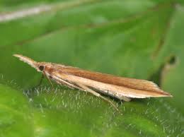 Attēlu rezultāti vaicājumam “Donacaula mucronella”