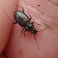 Attēlu rezultāti vaicājumam “Loricera pilicornis”