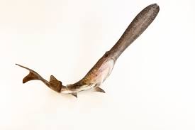 Image result for Polyodon spathula