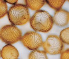 Attēlu rezultāti vaicājumam “Ophiotheca chrysosperma spores”